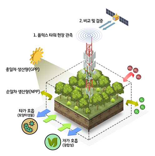 탄소흡수(수목) 정보 이미지